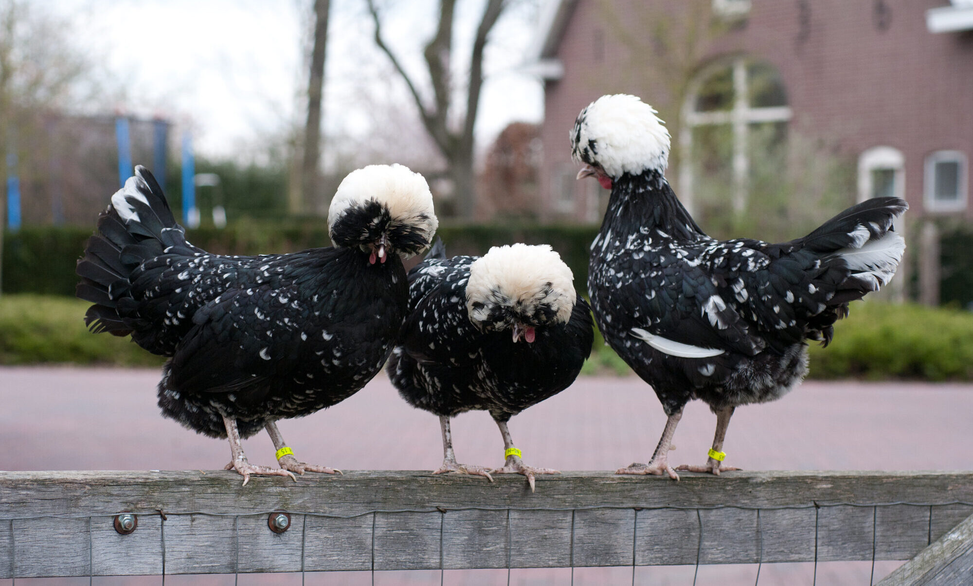 Hollandse kuifhoen | Nederlands Ras | Stichting Zeldzame Huisdierrassen