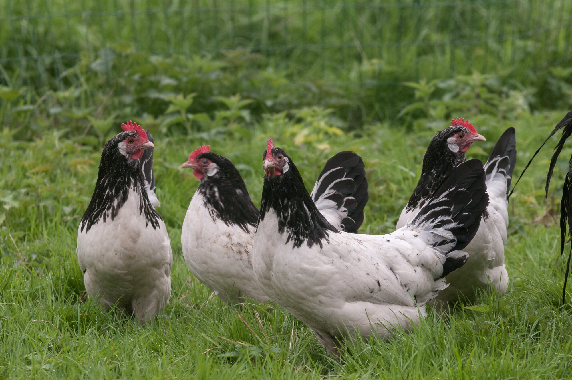 Vooruitgaan vliegtuigen Rouwen Lakenvelder kippen | Stichting Zeldzame Huisdierrassen