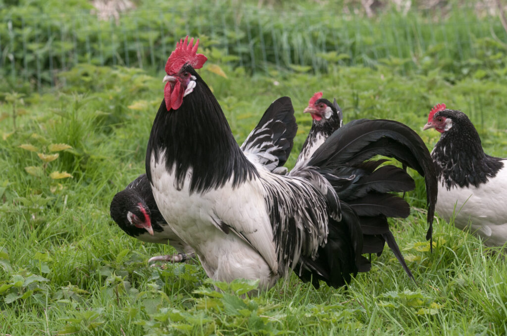 alledaags springen naald Lakenvelder kippen | Stichting Zeldzame Huisdierrassen